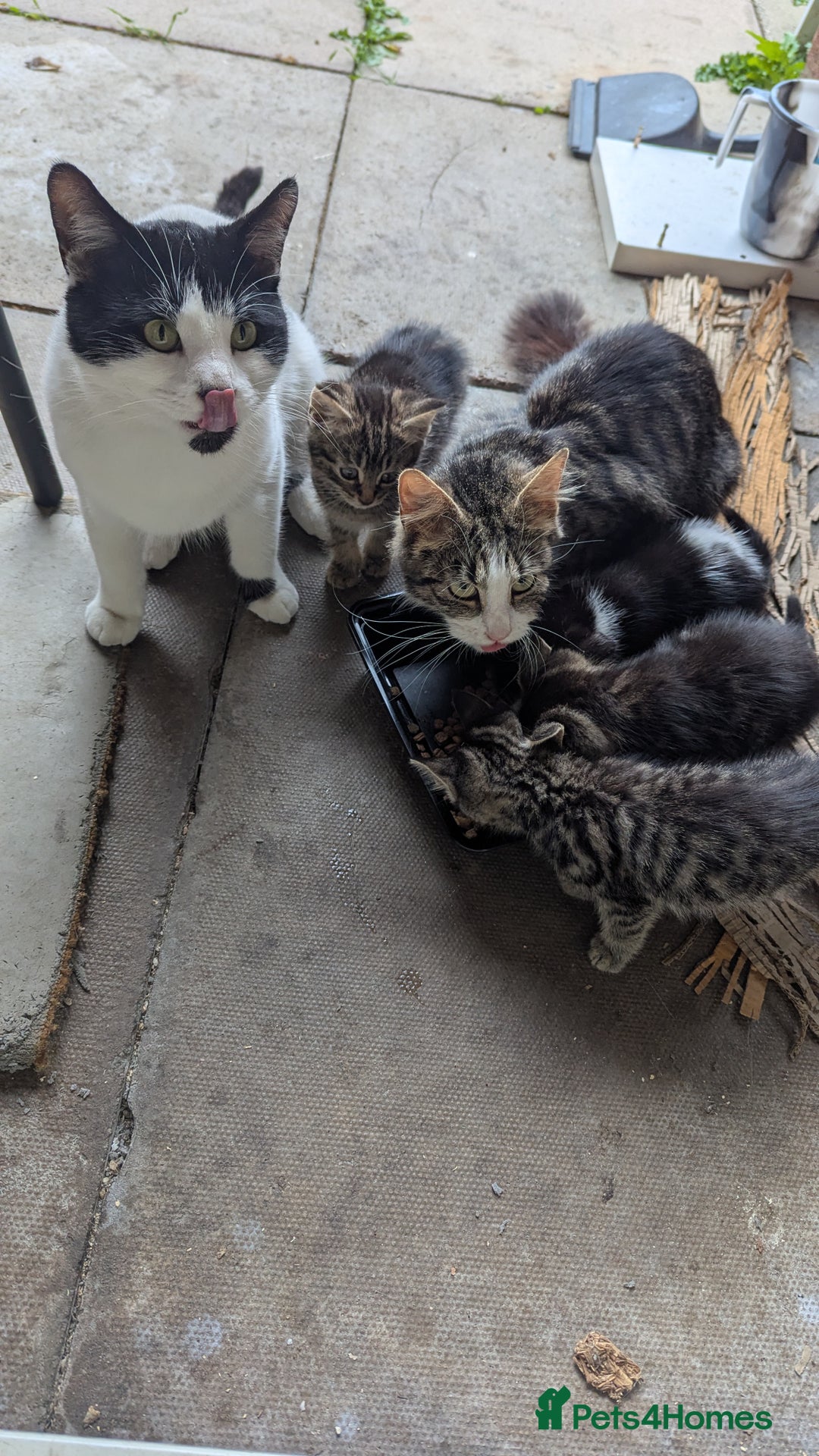 Mixed Breed cats for sale: Kittens for sale - Image 20