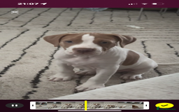 Mixed Breed dogs for sale: staffordshire bully x springer open to any offers - Image 4
