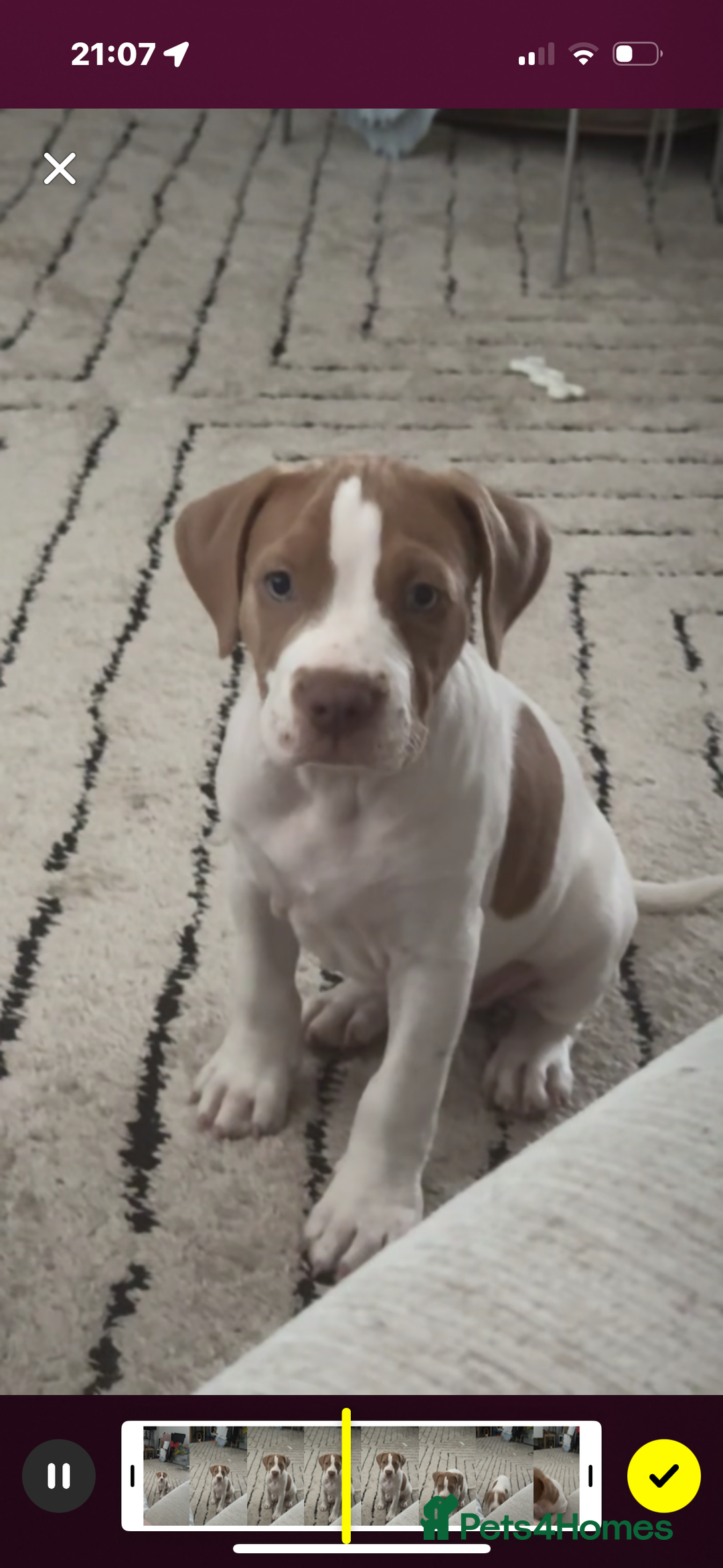 Mixed Breed dogs for sale: staffordshire bully x springer open to any offers - Image 4