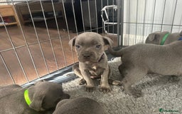Staffordshire Bull Terrier dogs for sale: Stunning Blue staffy KC Registered Bullscaff Pups - Image 4