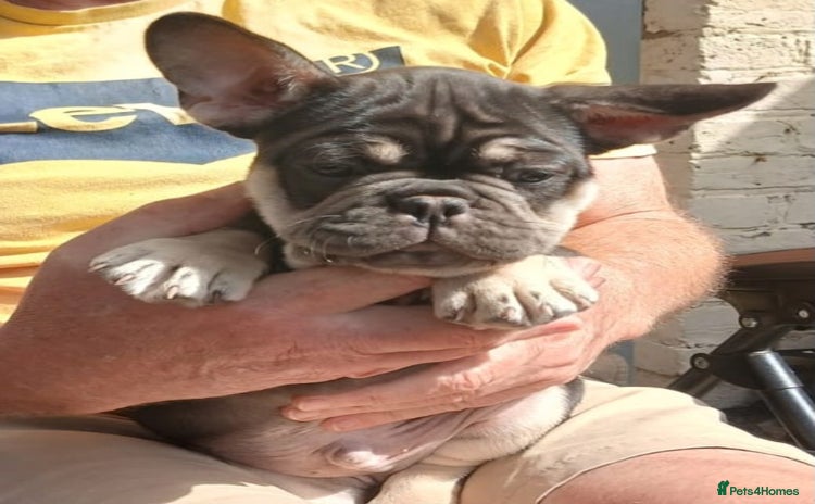 French Bulldog dogs - Advert 8