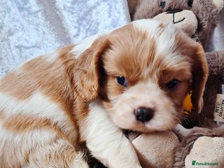 Cavalier King Charles Spaniel dogs KCC spaniels 2 boys health tested parents - Advert 13