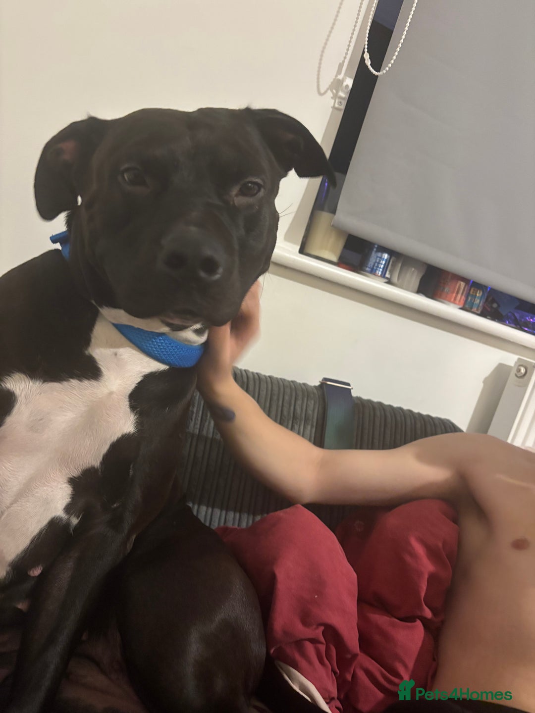 Mixed Breed dogs for sale: 3 year old Staffordshire terrier cross boxer  - Advert 2