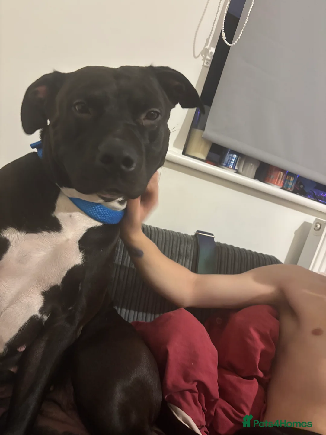 Mixed Breed dogs for sale: 3 year old Staffordshire terrier cross boxer  - Advert 5