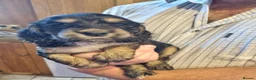 Cocker Spaniel dogs for sale: Gorgeous Sable Cocker Spaniels  - Advert 13