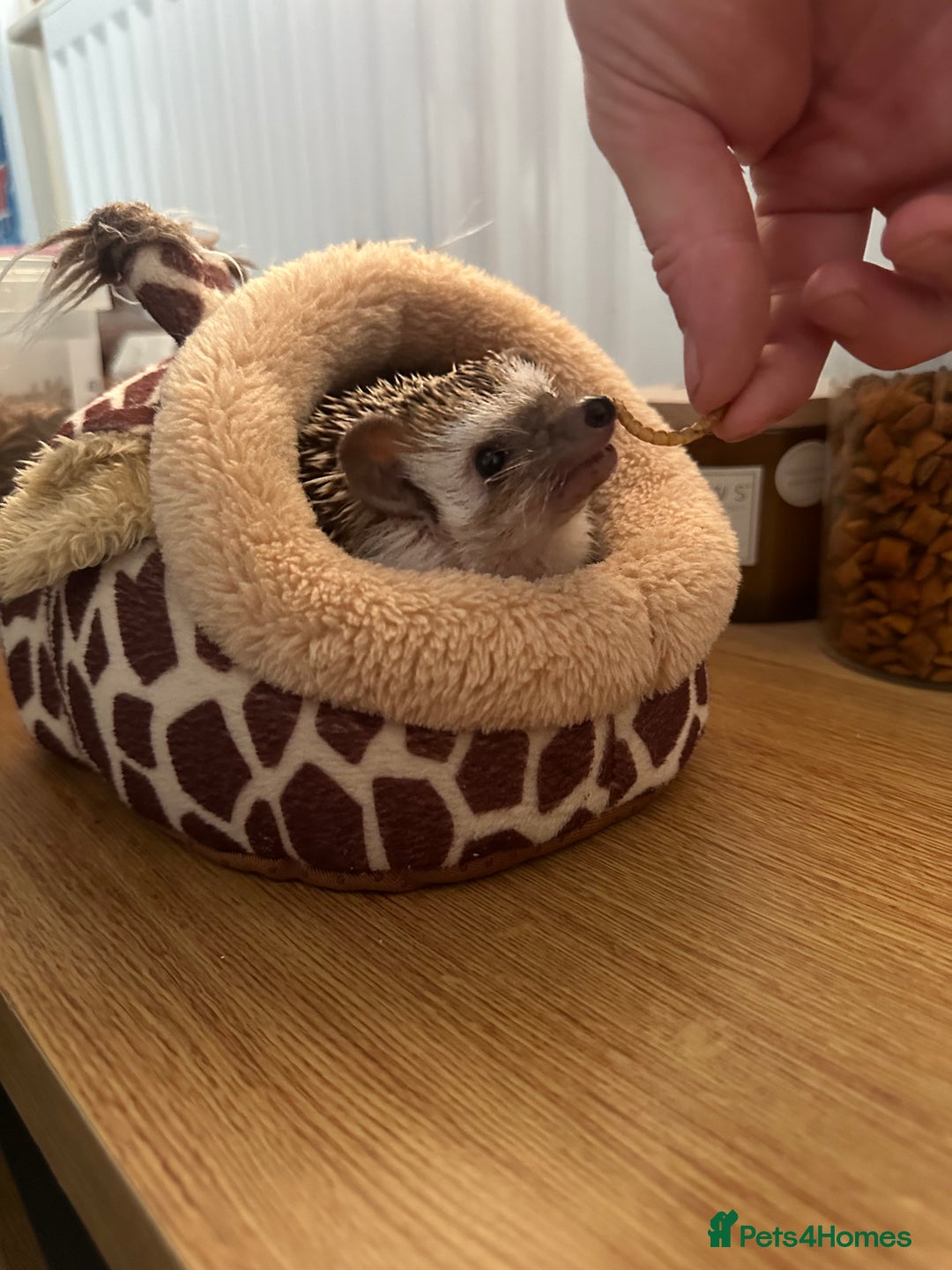 Pygmy Hedgehog rodents for sale: Sweet Pygmy Hedgehog in search of kind home - Advert 1