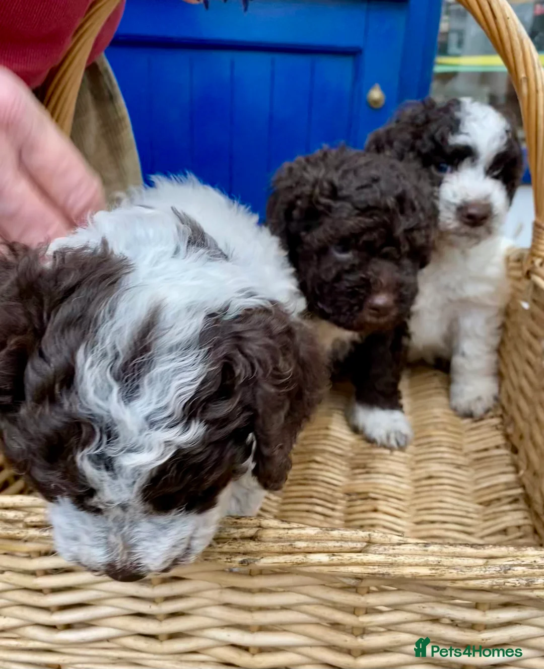 Lagotto Romagnolo dogs for sale: Three wonderful Lagotto pups available now - Advert 6