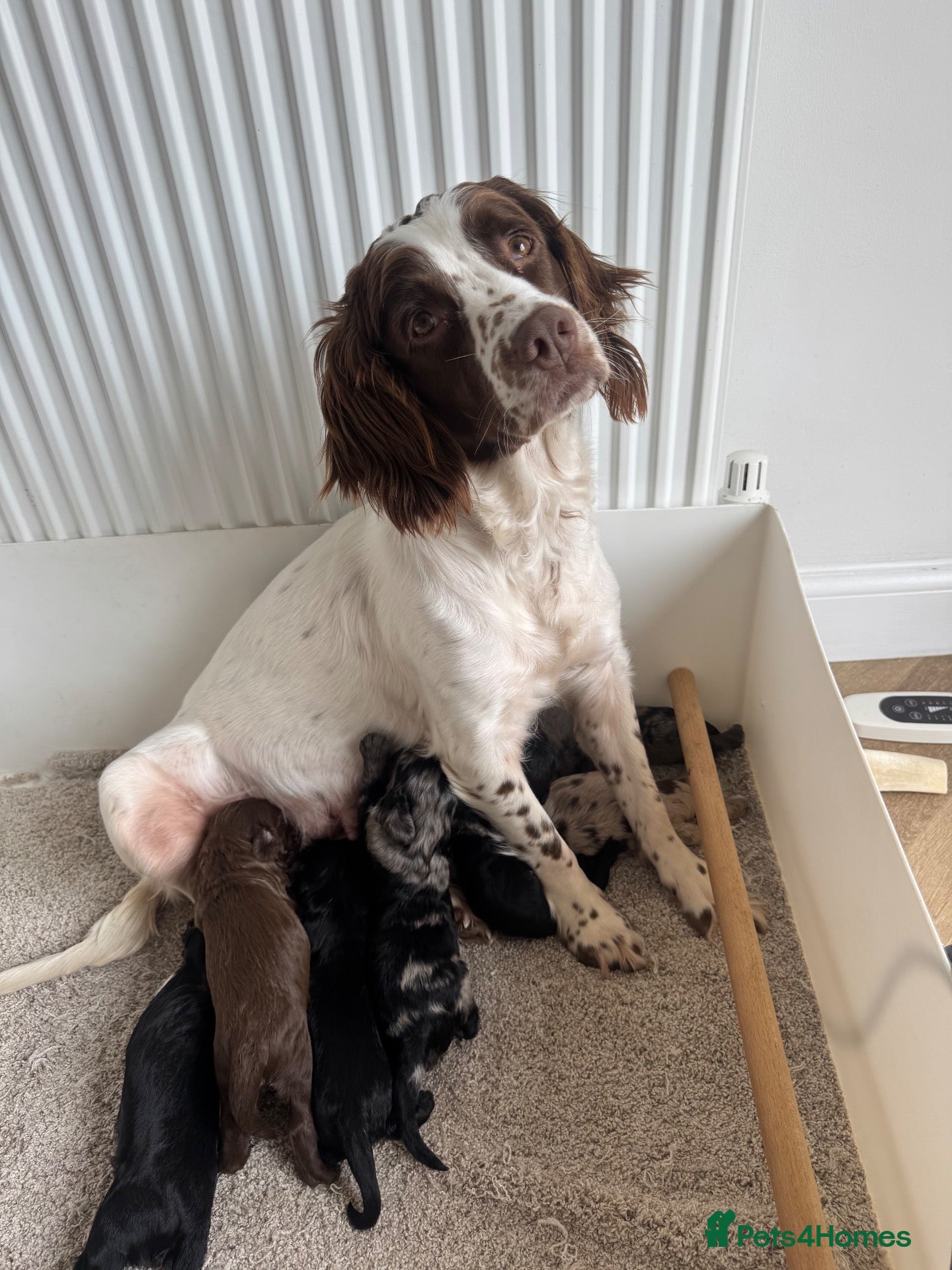 Sproodle dogs Sproodle Puppies 1 bitch & 5 dogs left - Advert 10