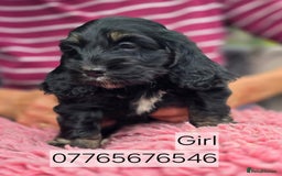 Cockapoo dogs for sale: Show Cockapoo Puppies Homebred Domestic Licence - Image 4