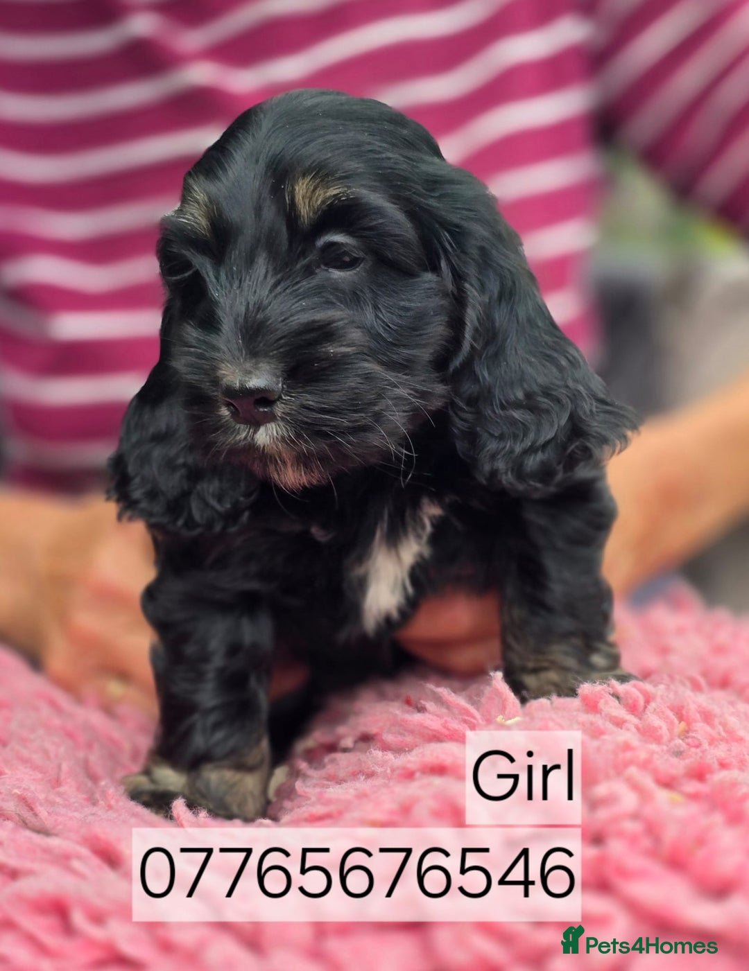 Cockapoo dogs for sale: Show Cockapoo Puppies Homebred Domestic Licence - Image 4
