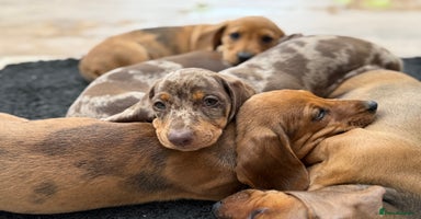 Dachshund dogs - Advert 14