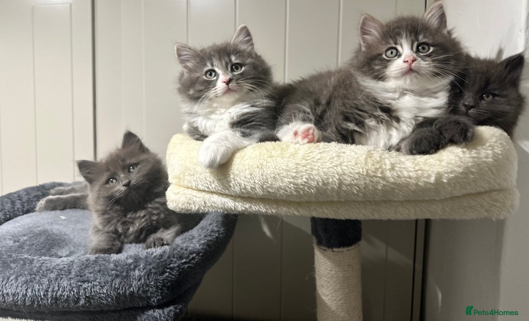 Norwegian Forest Cat cats for sale: 7 Exceptionally beautiful Norwegian Forest kittens - Advert 30