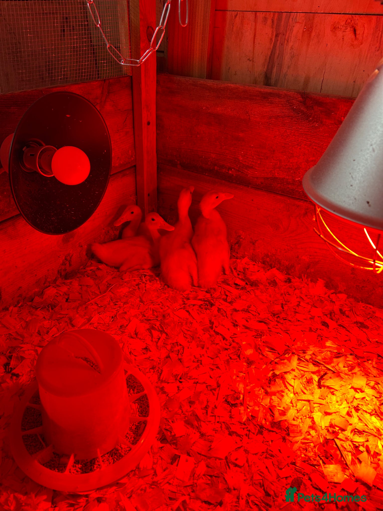 Ducks poultry White runners  week old strong ducklings  unsexed  - Advert 17