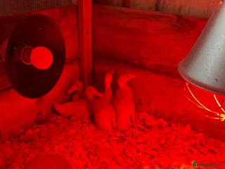 Ducks poultry White runners week old strong ducklings unsexed - Advert 17