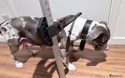 American Bully dogs for sale: Abkc Pocket Bully X Abkc classic Bully puppies - Image 13