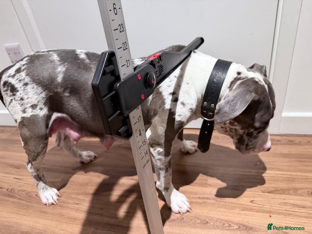 American Bully dogs for sale: Abkc Pocket Bully X Abkc classic Bully puppies - Image 13