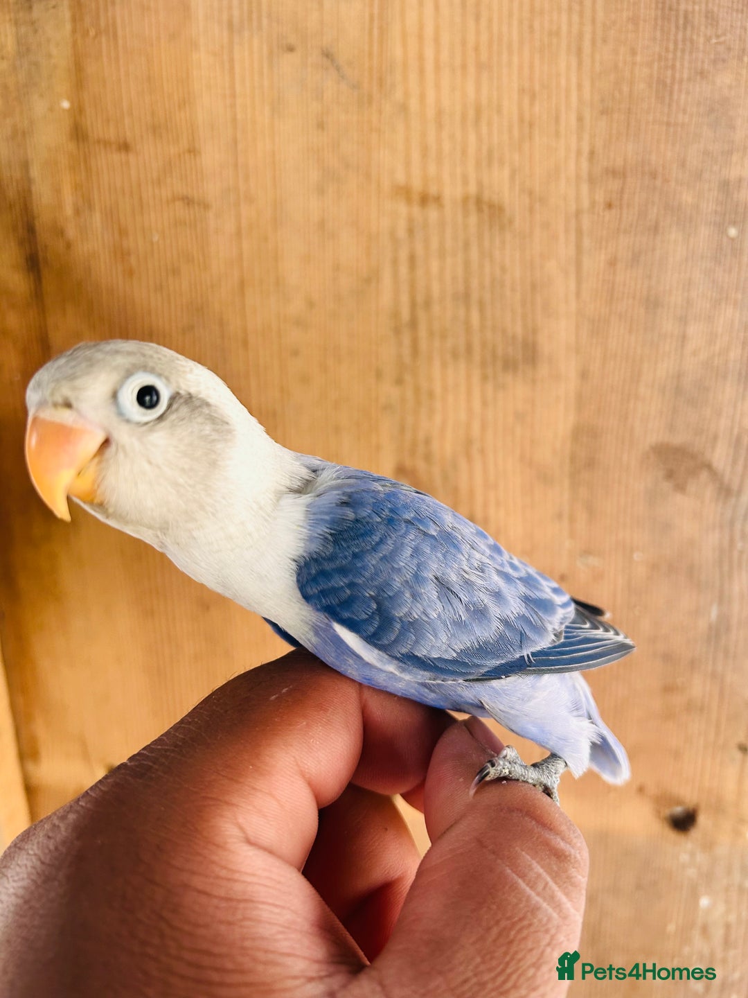 Lovebirds birds for sale: Handreared mutation lovebirds for sale  - Image 12