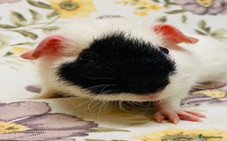 Guinea Pig rodents for sale: Beautiful mix of baby male Guineapigs  - Advert 13