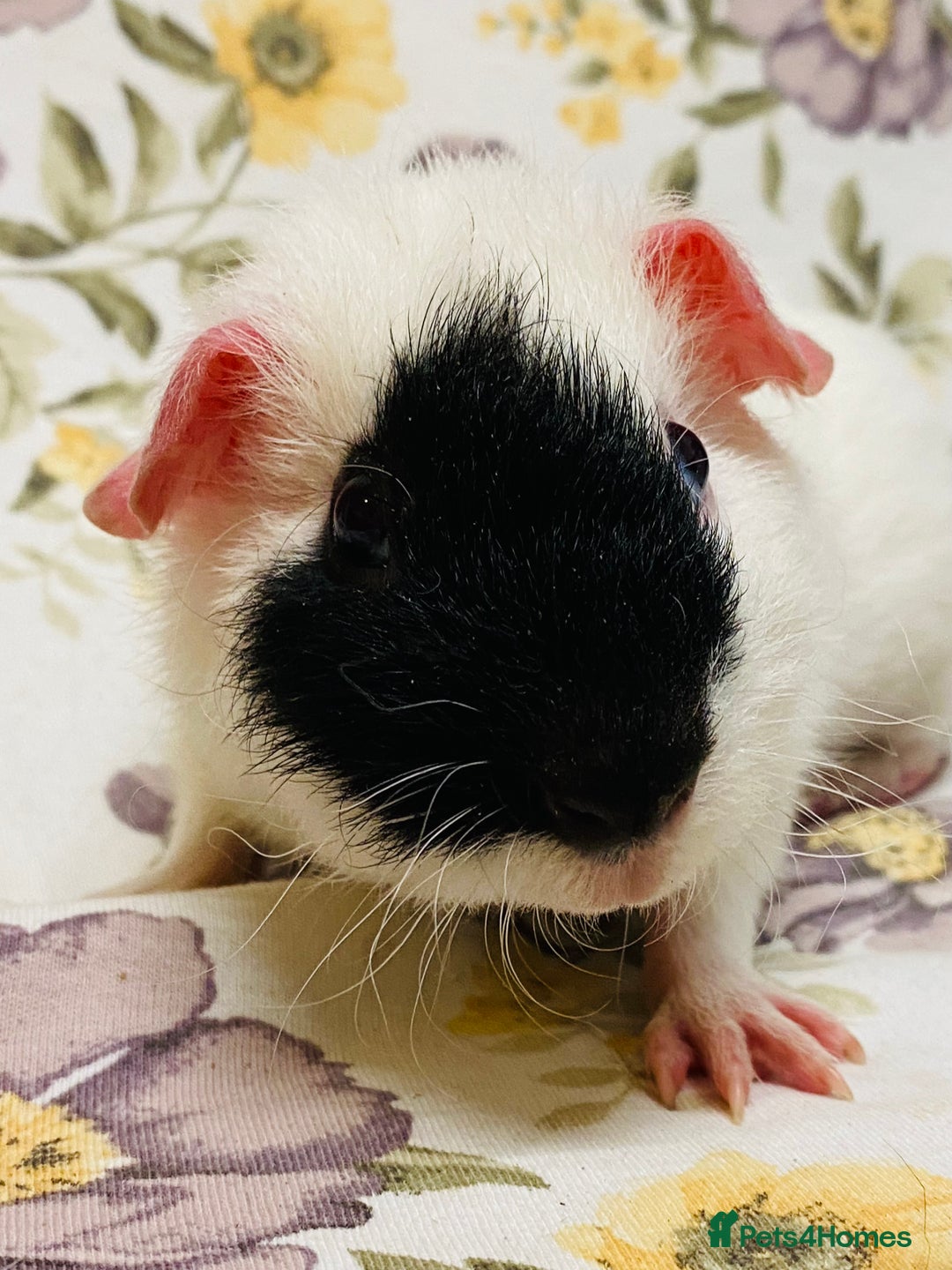 Guinea Pig rodents for sale: Beautiful mix of baby male Guineapigs  - Advert 13