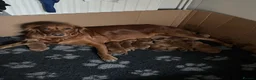 Golden Retriever dogs for sale: Beautiful Fox Red Golden Retrievers RKC rebistered - Advert 9