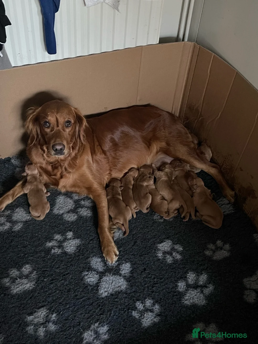 Golden Retriever dogs for sale: Beautiful Fox Red Golden Retrievers RKC rebistered - Advert 9