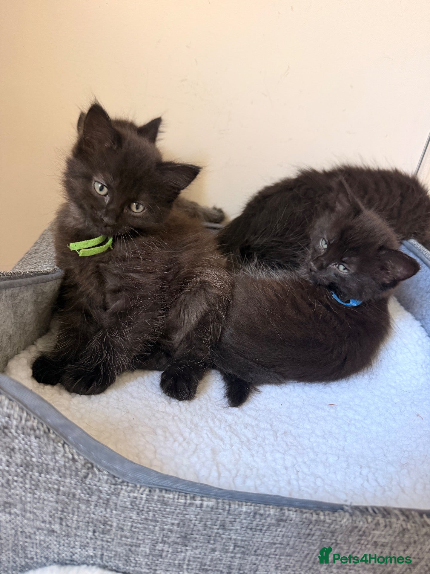 Mixed Breed cats Ready to leave this week - kittens  - Advert 9