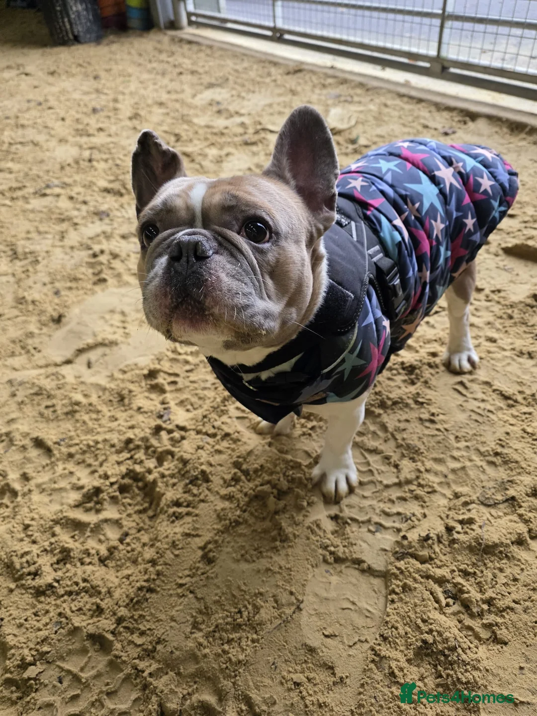 French Bulldog dogs for adoption: Ludo  - Advert 3