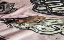 Rat rodents for sale: Male Rats for sale  - Image 2