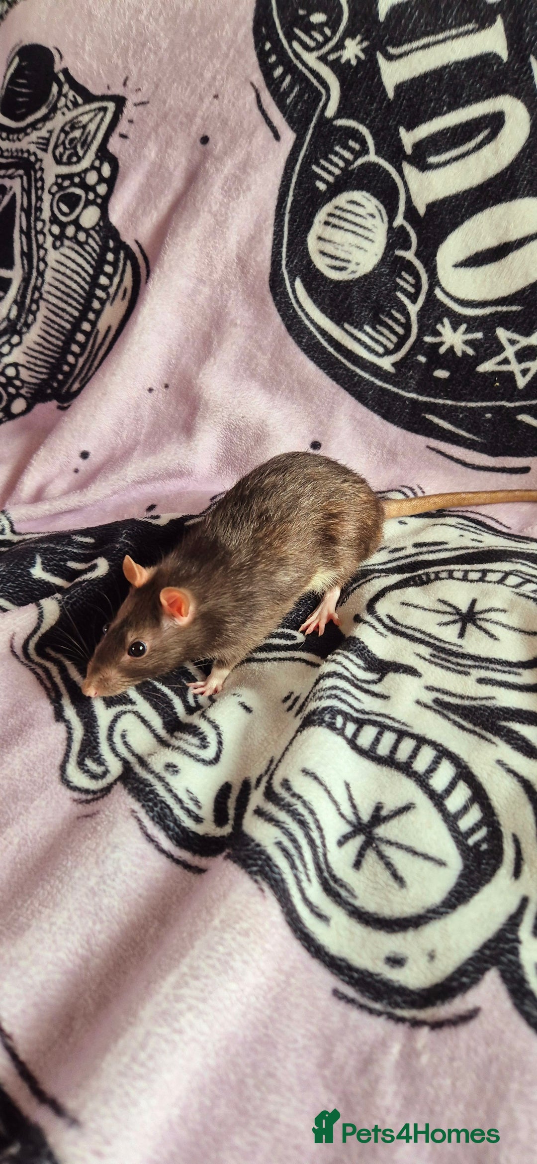 Rat rodents for sale: Male Rats for sale  - Image 2