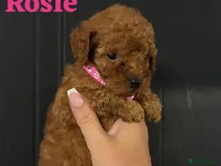 Miniature Poodle dogs Beautiful Miniature Poodle - Advert 6
