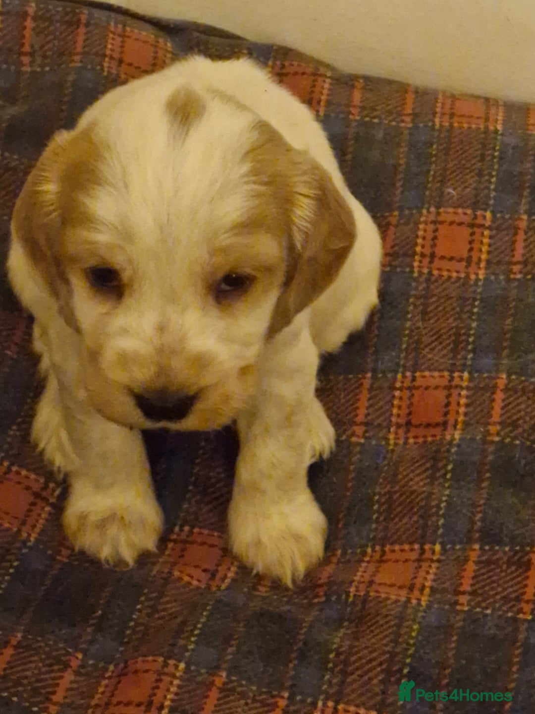 Cocker Spaniel dogs for sale: KC registered Orange Roan Cocker Spaniels - Image 4