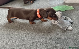 Miniature Dachshund dogs for sale: Smooth haired Miniature dachshund - Image 13