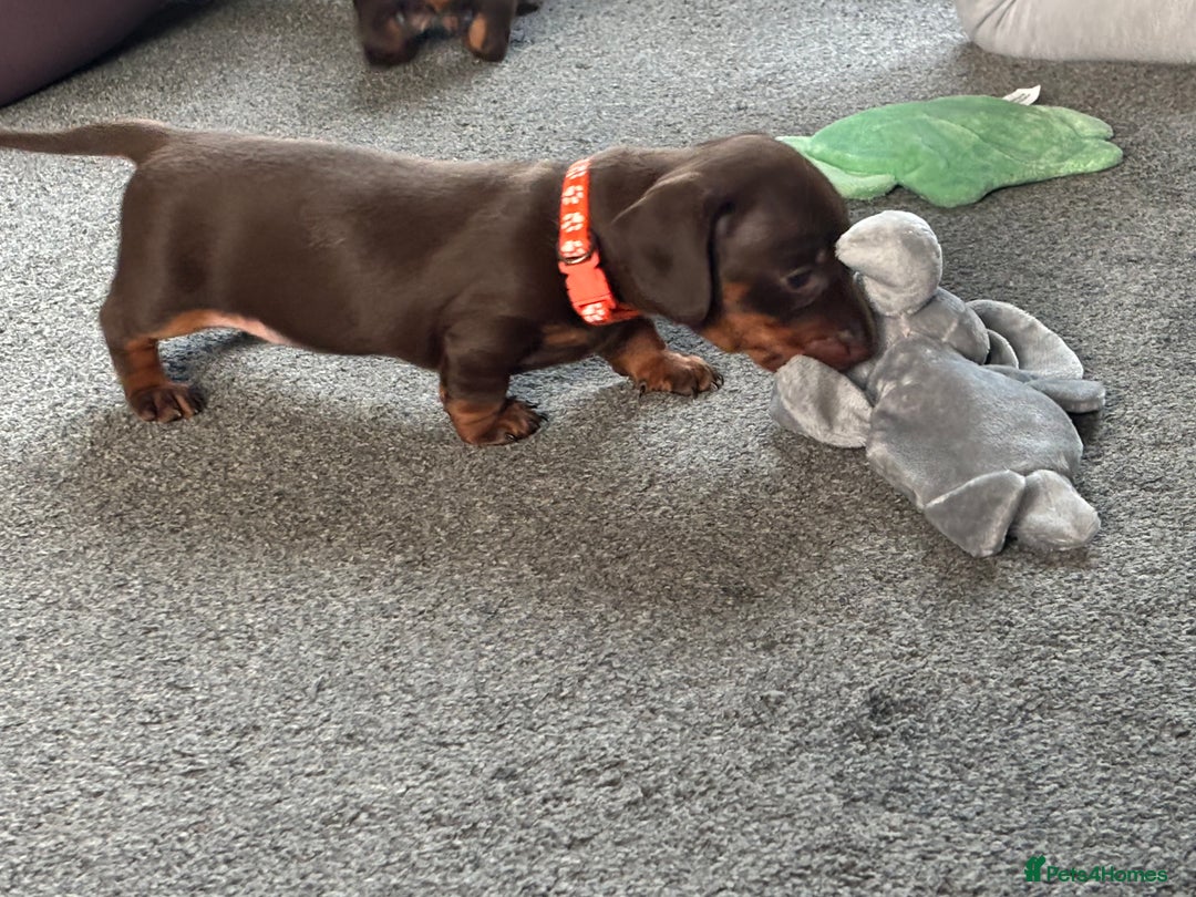 Miniature Dachshund dogs for sale: Smooth haired Miniature dachshund - Image 13