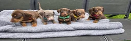 Dachshund dogs for sale: Dacshund Puppies Ready on 27/6!!! - Advert 20