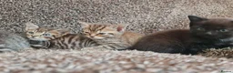 Mixed Breed cats for sale: Kittens for sale  - Advert 33