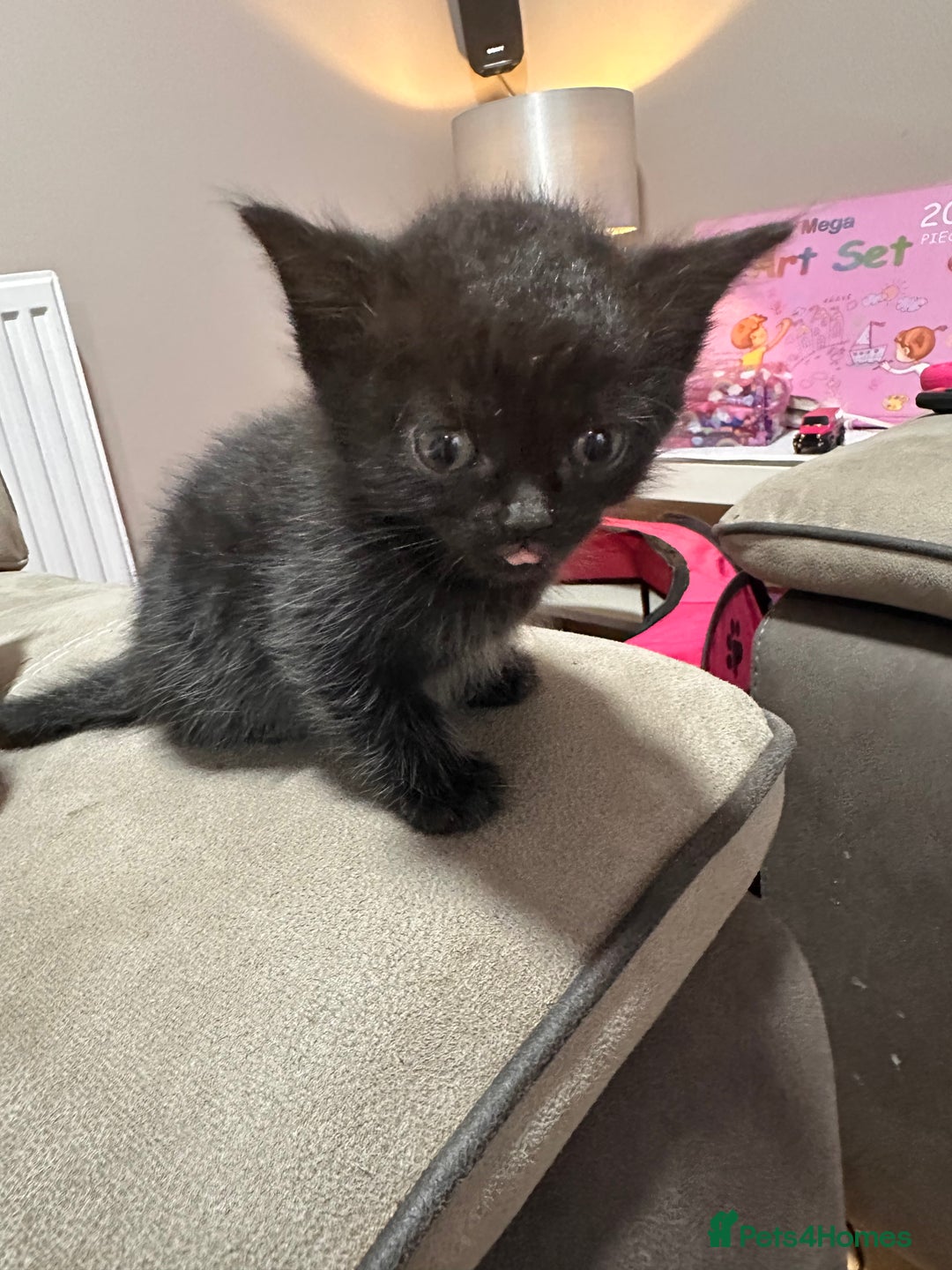 British Longhair cats for sale: British long hair x tabby - Image 6