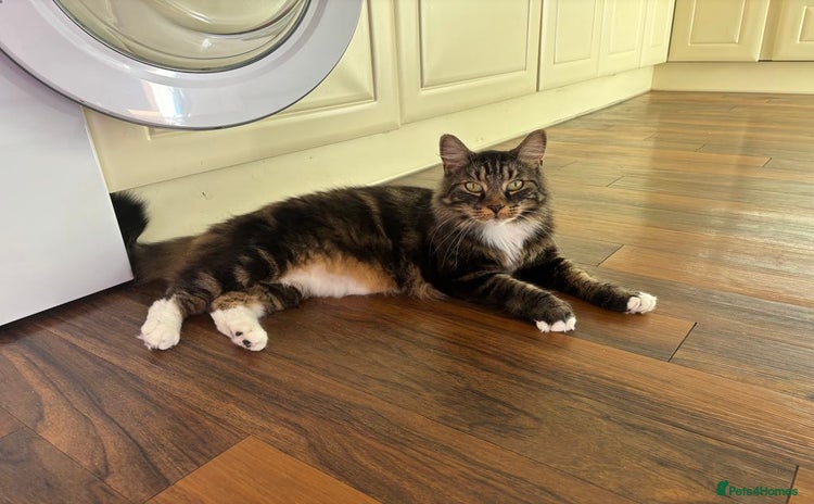Mixed Breed cats - Advert 2