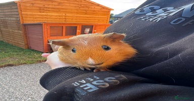Guinea Pig rodents - Advert 9