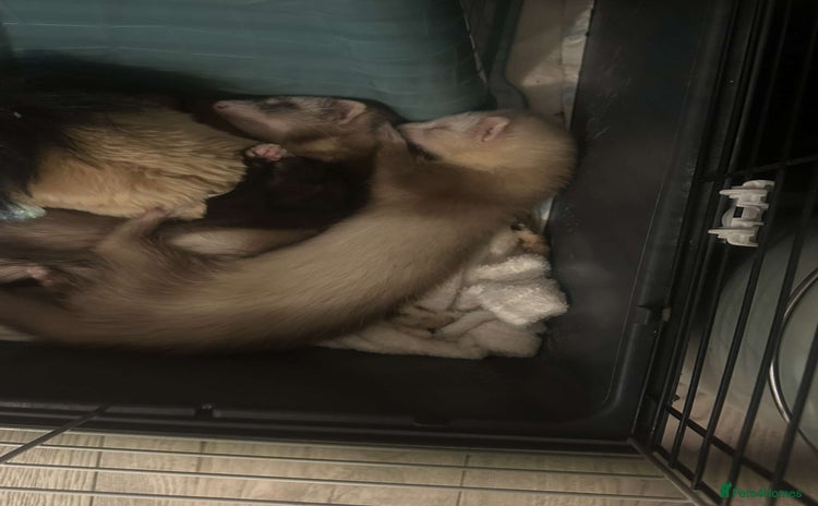 Ferret rodents - Advert 3