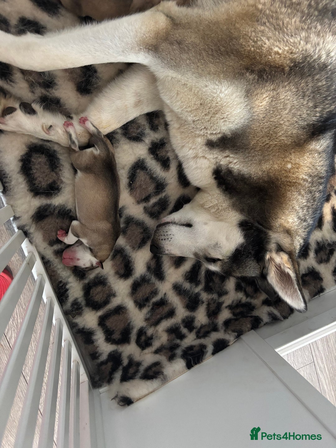 Siberian Husky dogs for sale: Siberian huskies  for sale  - Image 4