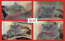 British Shorthair cats for sale: 🏆Champion GCCF British Shorthair kittens 🏆 - Image 4