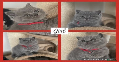 British Shorthair cats - Advert 13