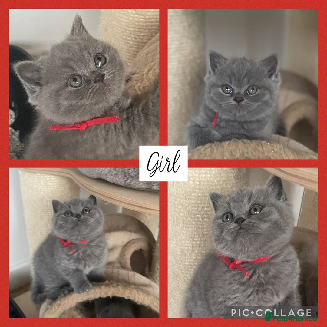 British Shorthair cats for sale: 🏆Champion GCCF British Shorthair kittens 🏆 - Image 4
