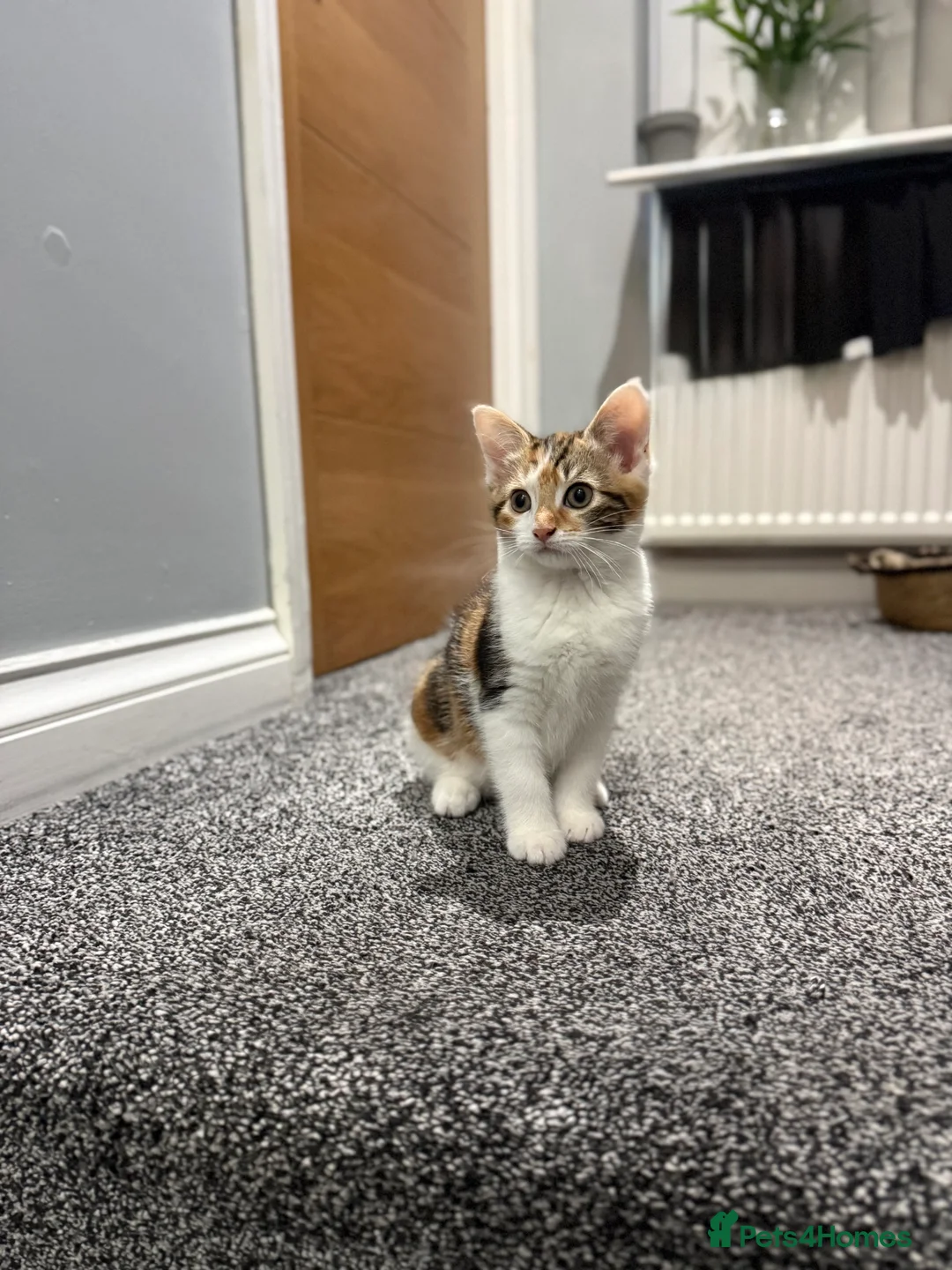 Domestic Shorthair cats for sale: Ginger mixed domestic shorthair  in Rotherham - Advert 1