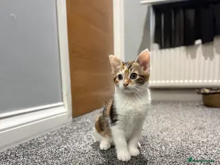 Domestic Shorthair cats Ginger mixed domestic shorthair - Advert 2