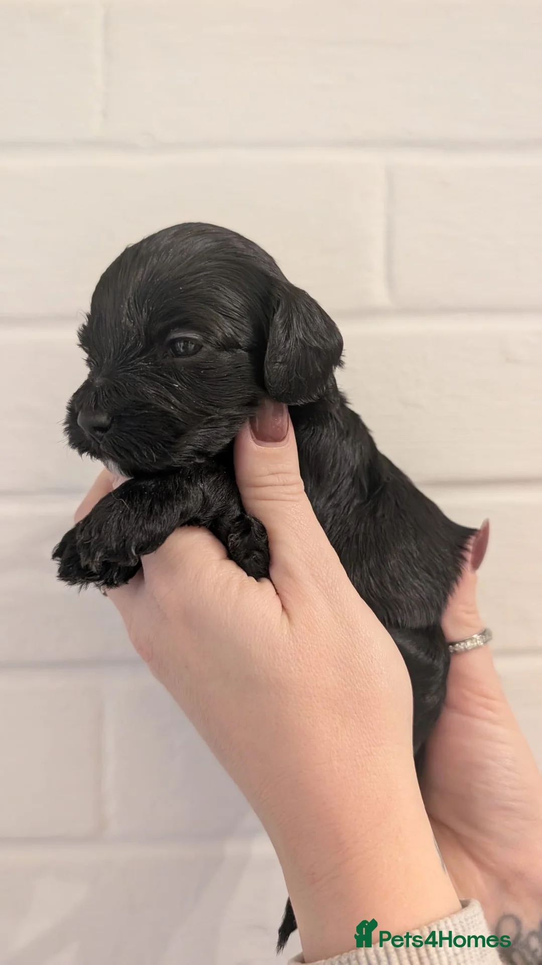 Cockapoo dogs for sale: Cockapoo puppies - Advert 13