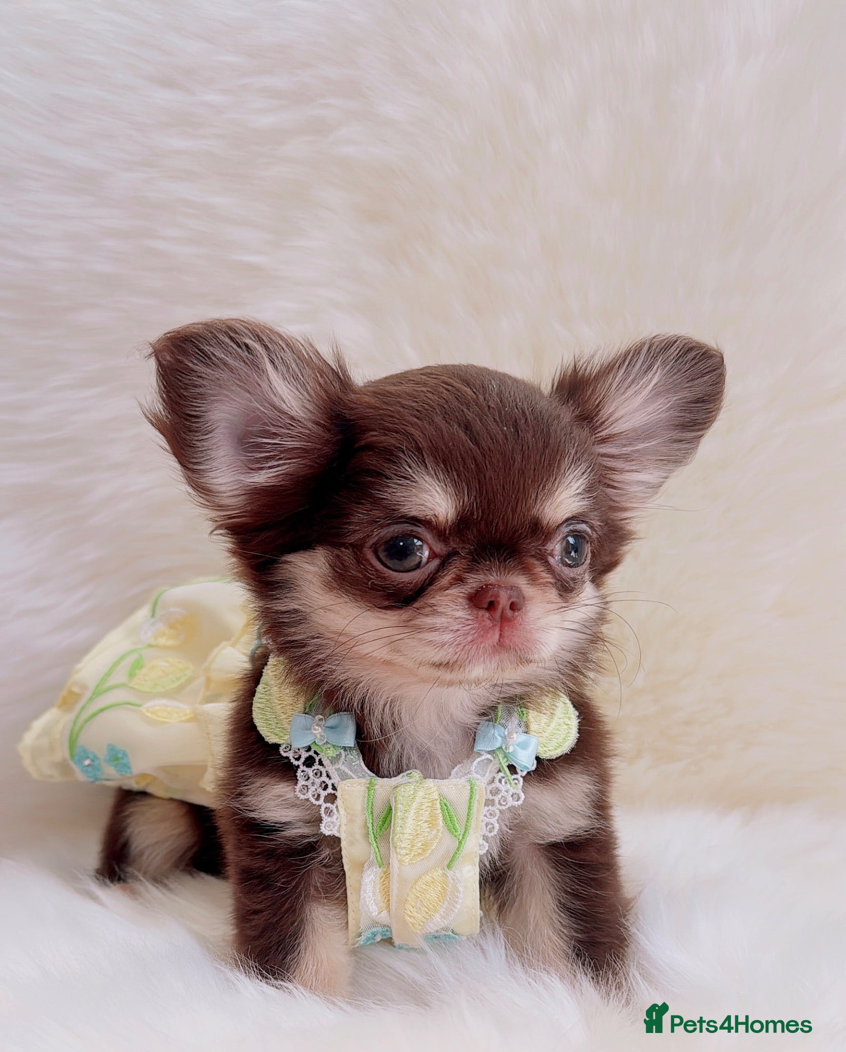 Chihuahua dogs Beautiful lilac girl - Advert 16
