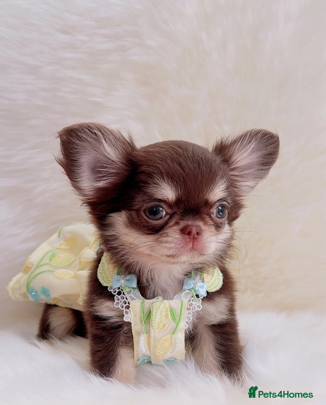 Chihuahua dogs for sale: Beautiful lilac girl - Advert 1