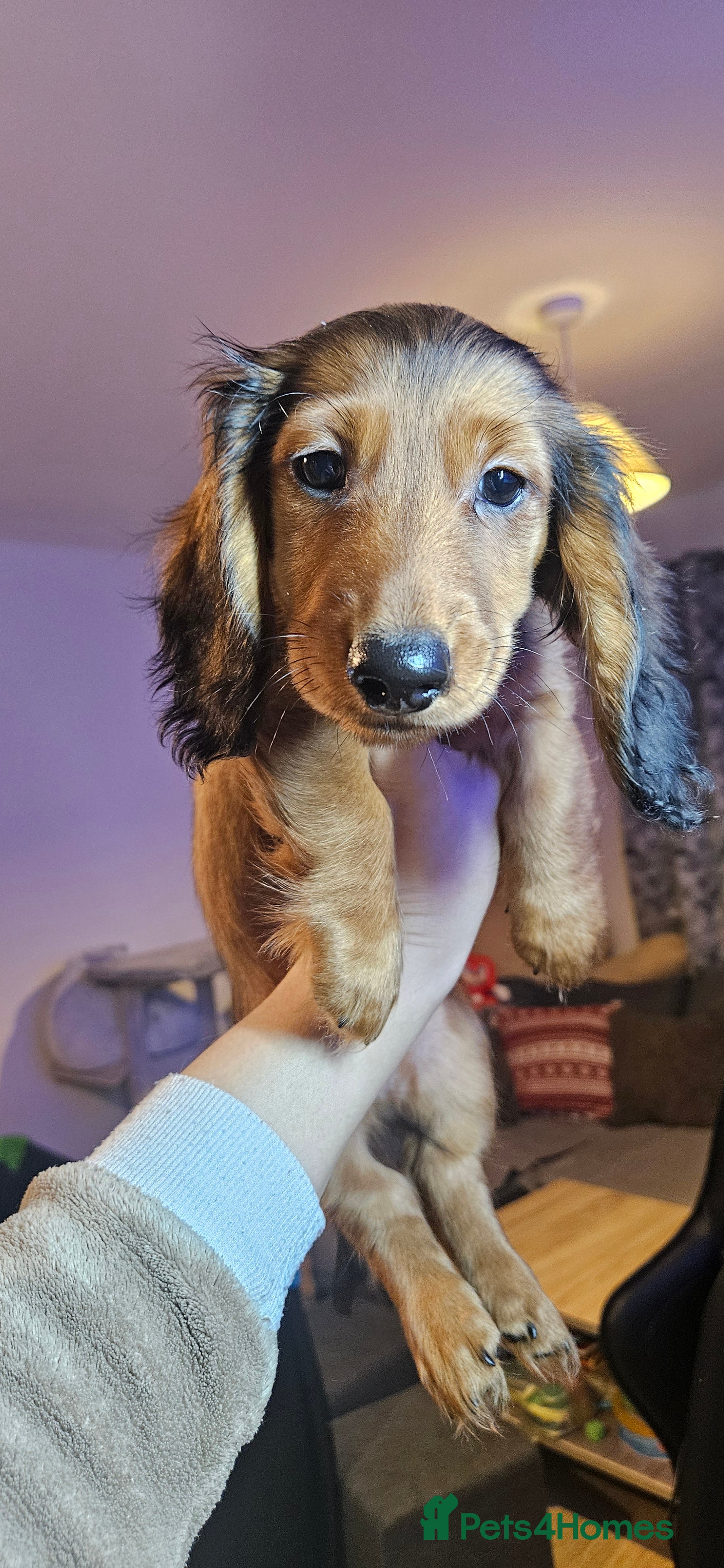 Miniature Dachshund dogs 4 BOYS ,Ready now 🩵🩵🩵🩵 - Advert 5