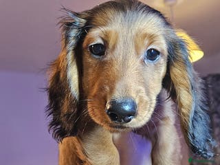 Miniature Dachshund dogs 4 BOYS ,Ready now 🩵🩵🩵🩵 - Advert 5
